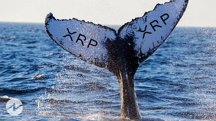 Ripple Whales Make XRP Price To Move High - TheNewsCrypto