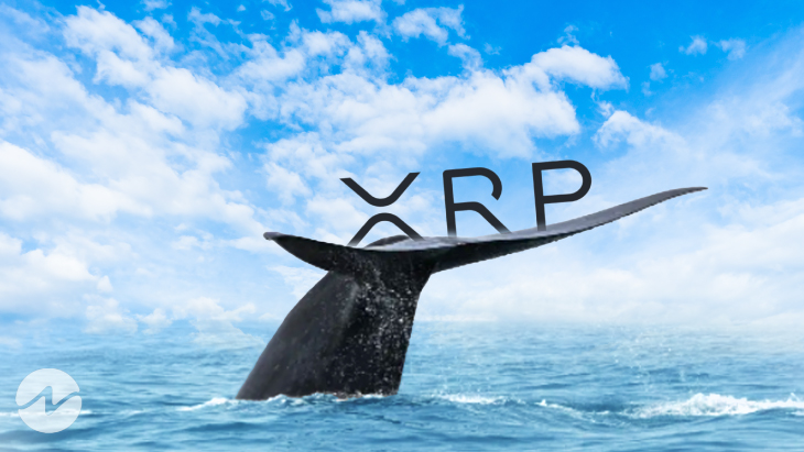 Whales Purchase Over 200 Million XRP as Market Rebounds