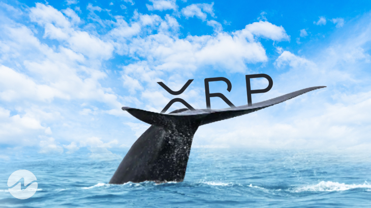 ระลอกคลื่นจะพุ่งสูงขึ้นหลังจากวาฬขยับ 90 ล้าน XRP หรือไม่?