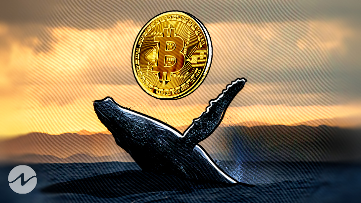 Mysterious Bitcoin Whale