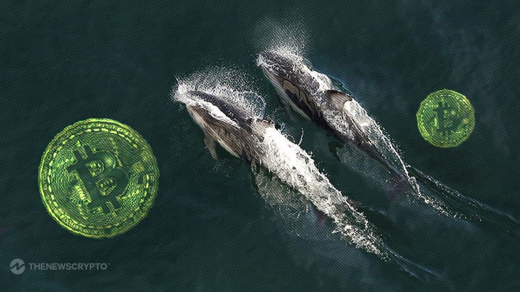 Whales Accumulate Massive $3.5 Billion Worth of Bitcoin