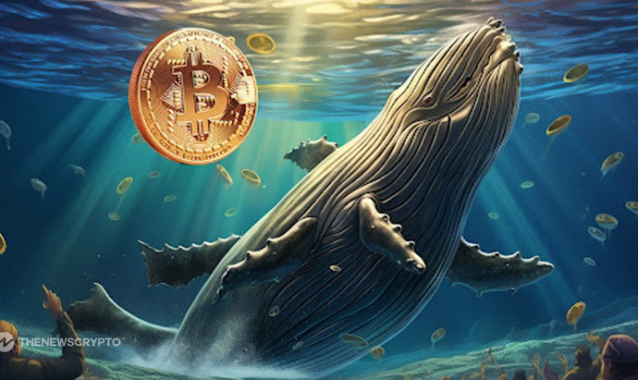 Crypto Millionaire Club: 3 Altcoins Favored by Bitcoin whales in 2024