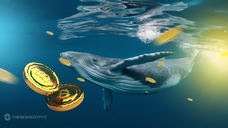 Bitcoin Whales On the Move: What’s Behind Accumulation Tactics?