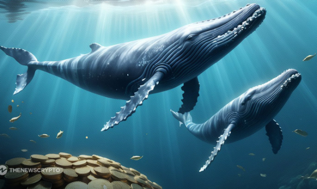 How Big Whales Exploit the Current Market Consolidation Phase?
