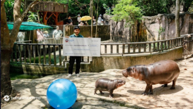 SUI meme $HIPPO enters into charity partnership with Moo Deng’s zoo